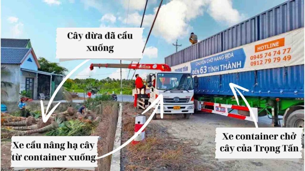 Quy trình vận chuyển cây xanh cây công trình cây cảnh