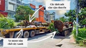 Vận chuyển cây xanh cây công trình