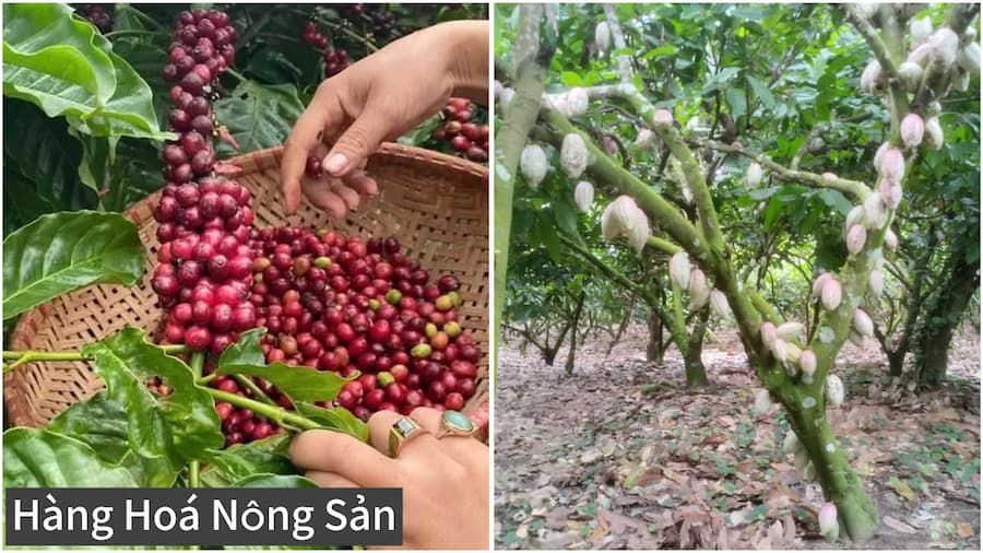 Đầu Tư Hàng Hóa Nông Sản